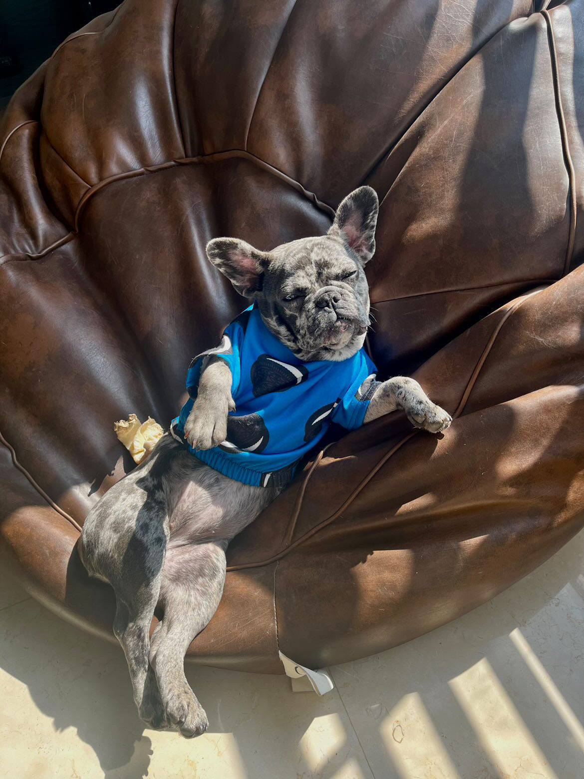 Oreo dog outfit