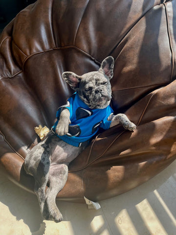 Oreo dog outfit