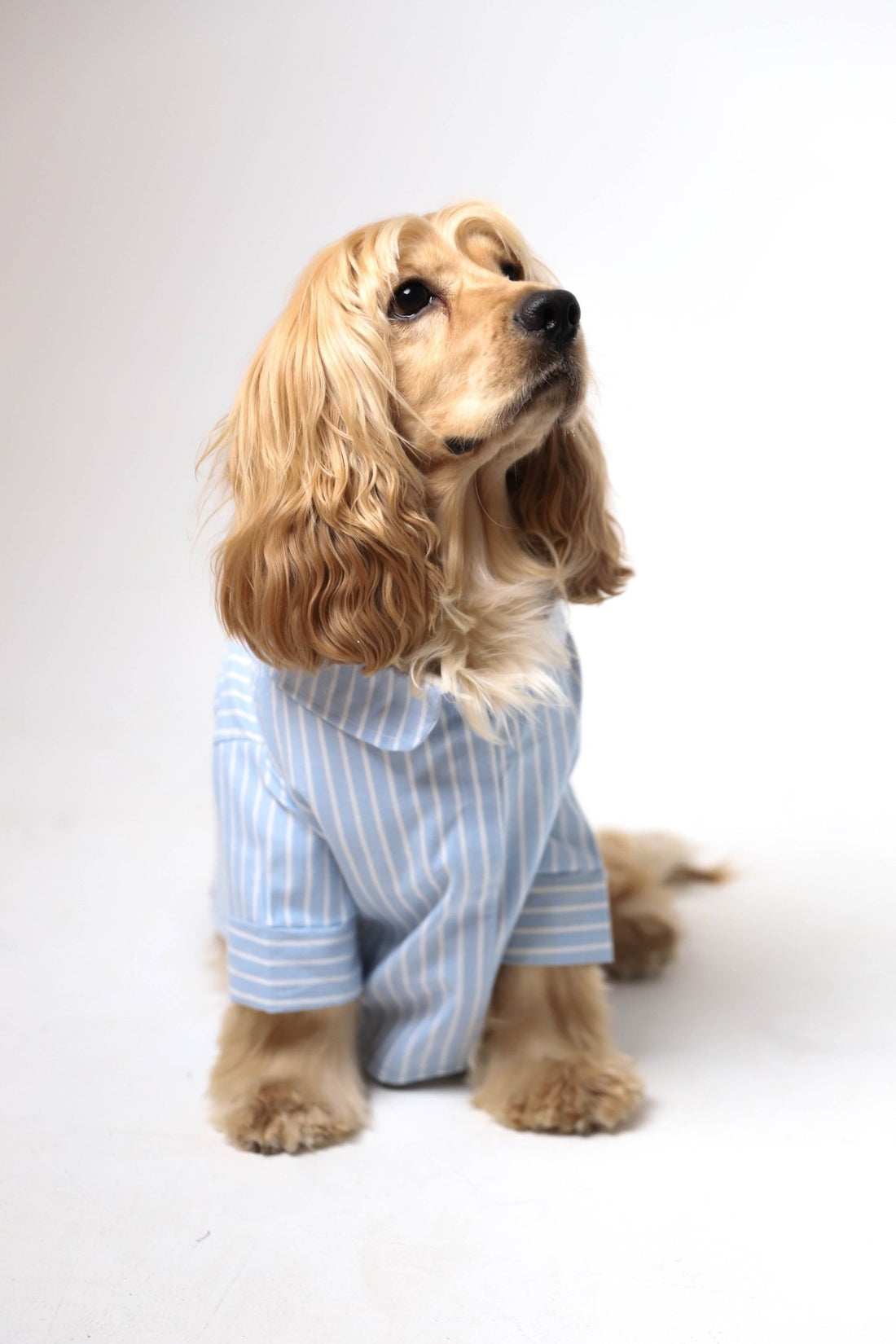 Blue pawttern - Astra - shop - eg