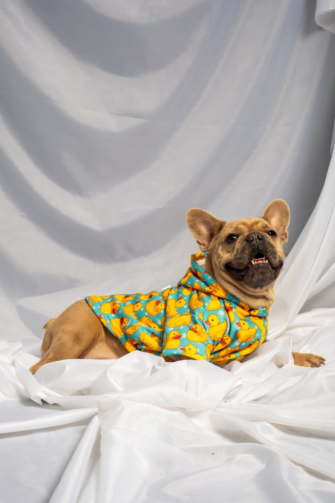 Quack dog outfit
