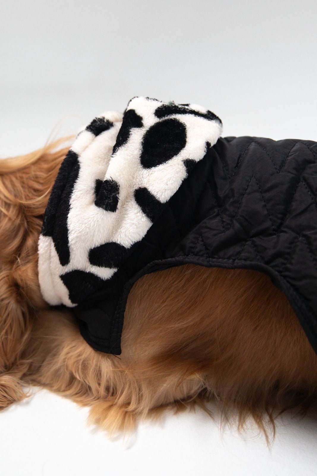 Moo meets black coat - Astra - shop - eg