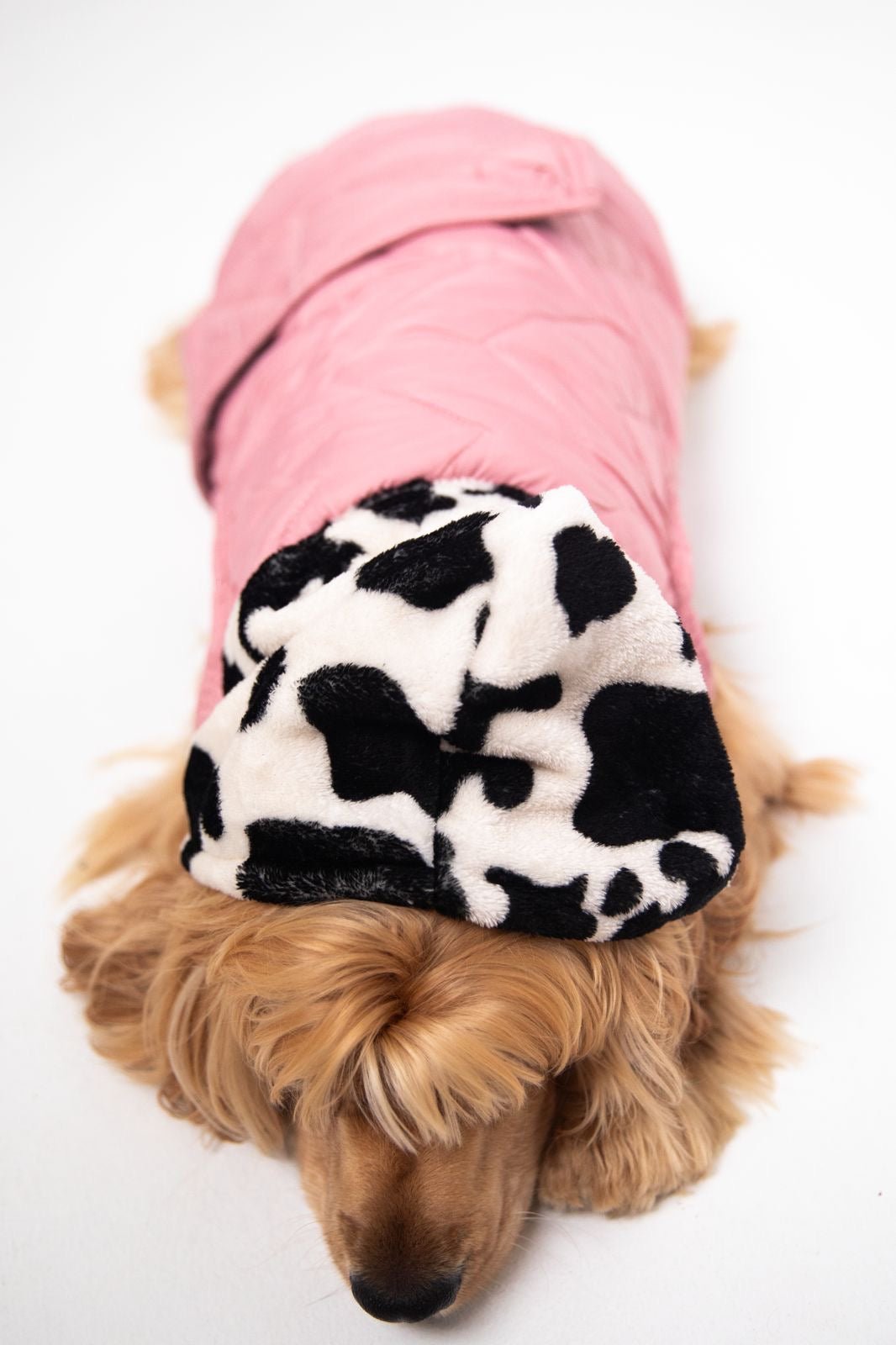 Moo meets pink coat - Astra - shop - eg