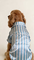 Sky Blue Striped Satin Dog Shirt - Astra - shop - eg