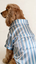 Sky Blue Striped Satin Dog Shirt - Astra - shop - eg