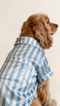 Sky Blue Striped Satin Dog Shirt - Astra - shop - eg